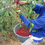 Panama Geisha Kalithea Coffee Estate