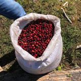 Panama Geisha Kalithea Coffee Estate