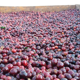 Panama Geisha Kalithea Coffee Estate