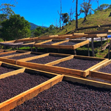 Panama Geisha Kalithea Coffee Estate