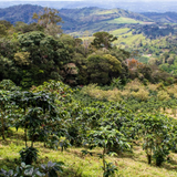 Panama Los Gonzalez Anaerobic Natural