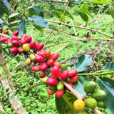 Panama Los Gonzalez Anaerobic Natural