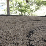 PERU Bourbon Anaerobic Washed - Germán Carranza Barboza