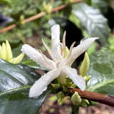 Peru German Carranza Barboza Gesha Natural