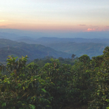 Colombia Finca Las Nubes Pink Bourbon