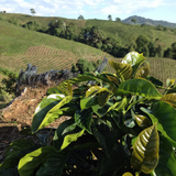 Colombia Finca Las Nubes Pink Bourbon