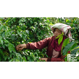 Sumatra Aceh Gayo Ketiara Organic