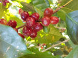 Mexico San Felipe Decaf MWP Natural