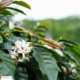 Colombia Huila La Primavera Pink Bourbon