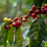 Colombia Huila La Primavera Pink Bourbon