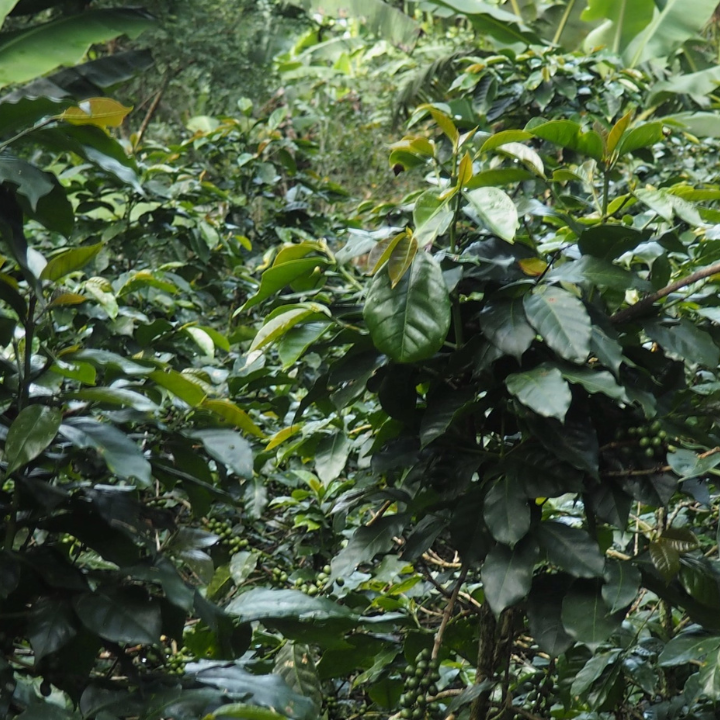 Colombia Huila Finca Las Mandarinas Anaerobic Natural Caturra