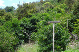 Ecuador Hacienda la Papaya Oak Barrel Typica Natural
