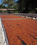 El Salvador Finca el Gobiado Orange Bourbon Natural