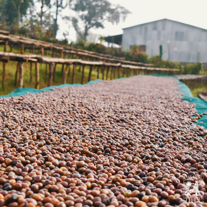 Keffa Ethiopia Keffa Wush Wush Limited Oxygen Natural – The Captain's Coffee