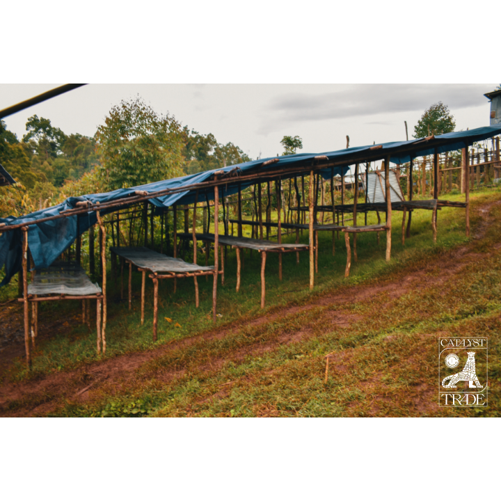 Keffa Ethiopia Keffa Wush Wush Black Honey – The Captain's Coffee