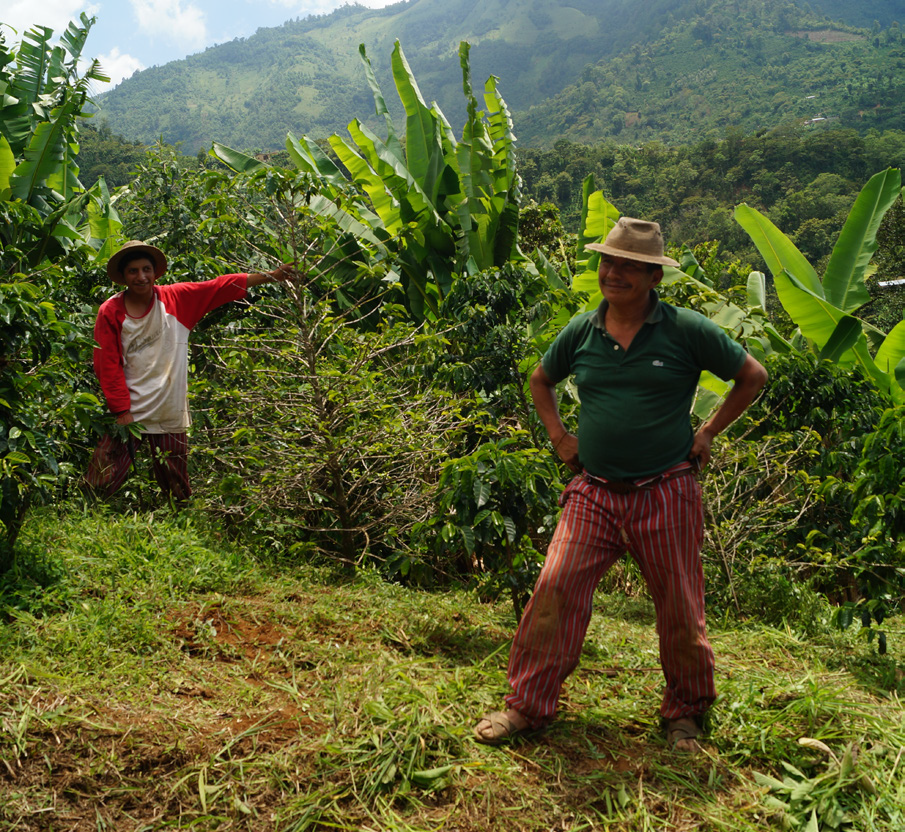 Guatemala Huehuetenango Coyequal Organic