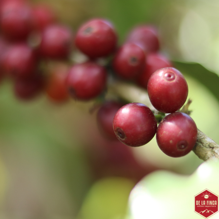 Honduras Marcala Red Honey — photo published by The Captain's Coffee