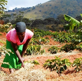 Malawi Mzuzu AA Fair Trade