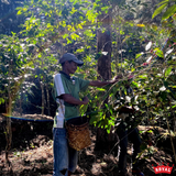 Timor-Leste Ermera Ducurai Lacau Organic
