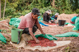 Bolivia Caranavi Peaberry Organic