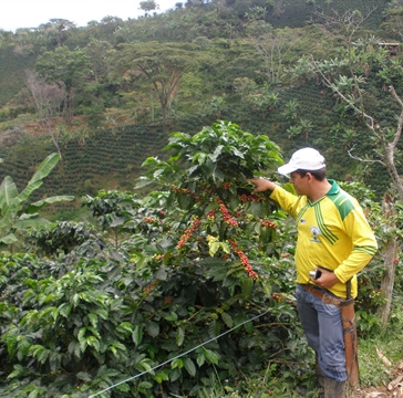 Colombia Del Rio Tolima Organic