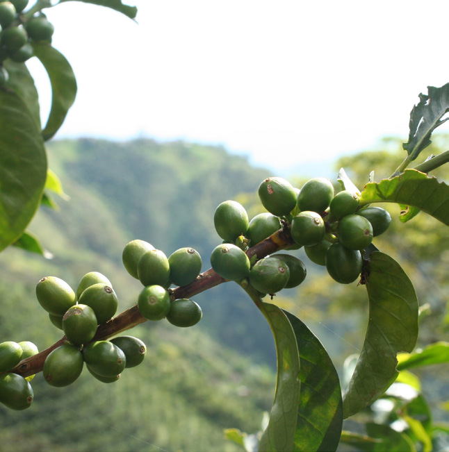 Colombia La Cristalina Excelso