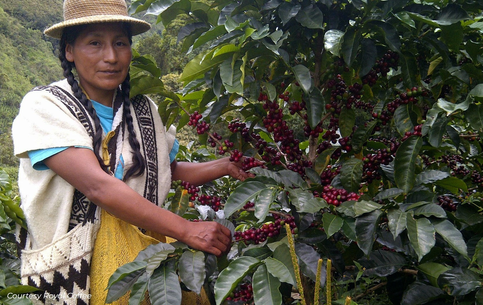 Colombia Tolima Indigenas de San Pedro Organic