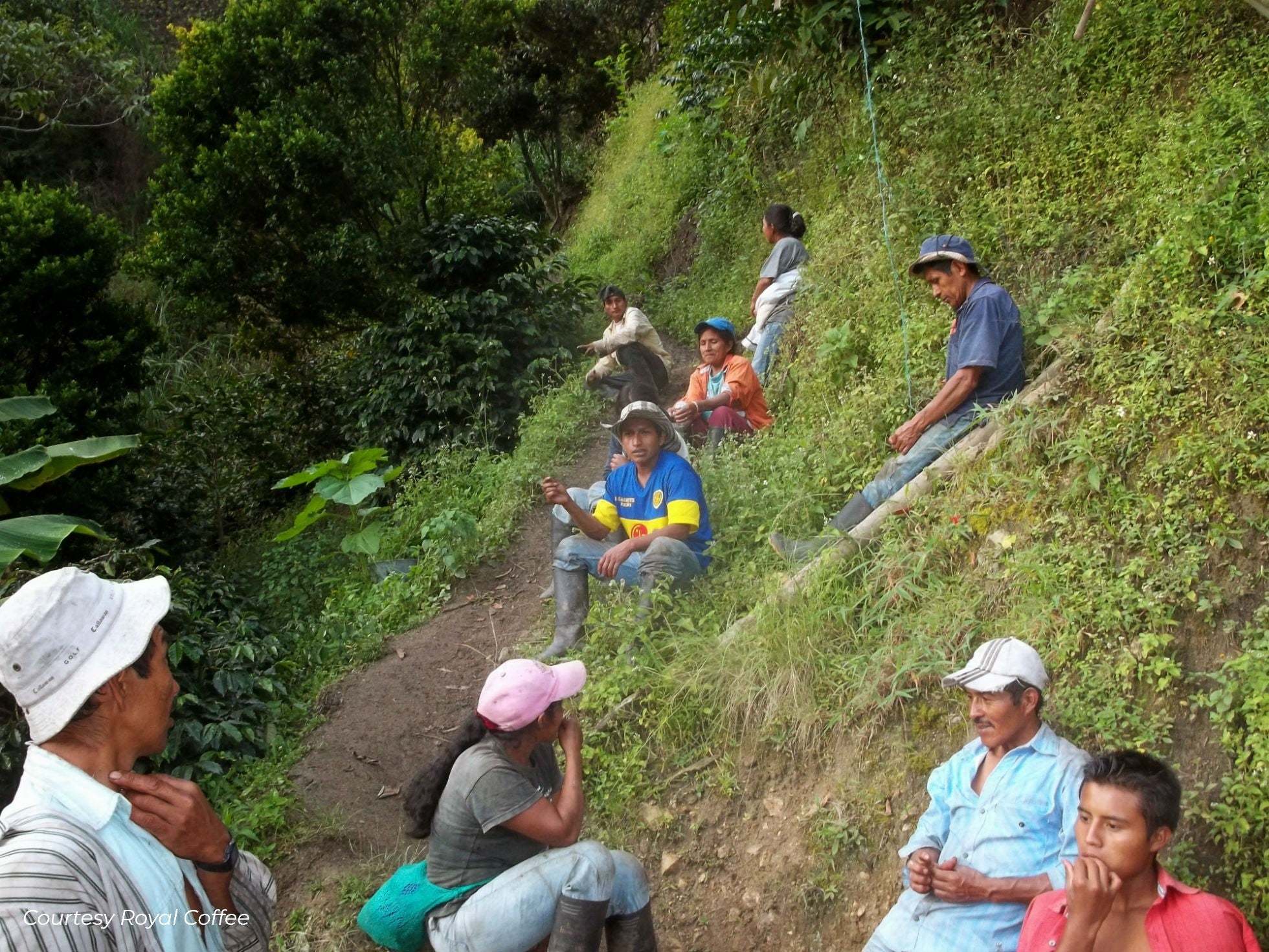 Colombia Tolima Indigenas de San Pedro Organic