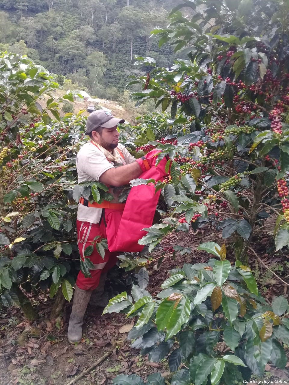 Colombia Tolima Planadas Organic