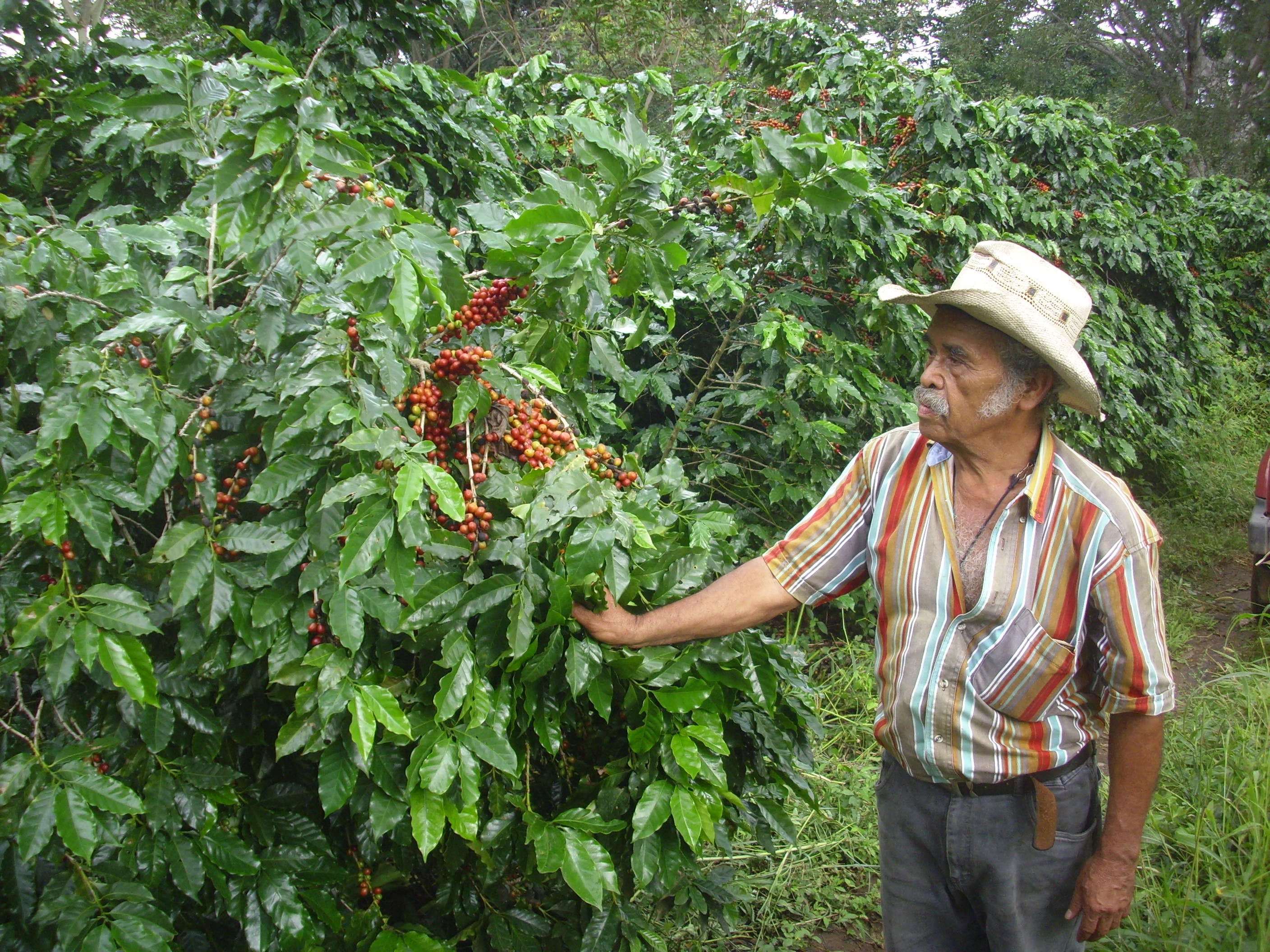 El Salvador Finca Hungria Organic