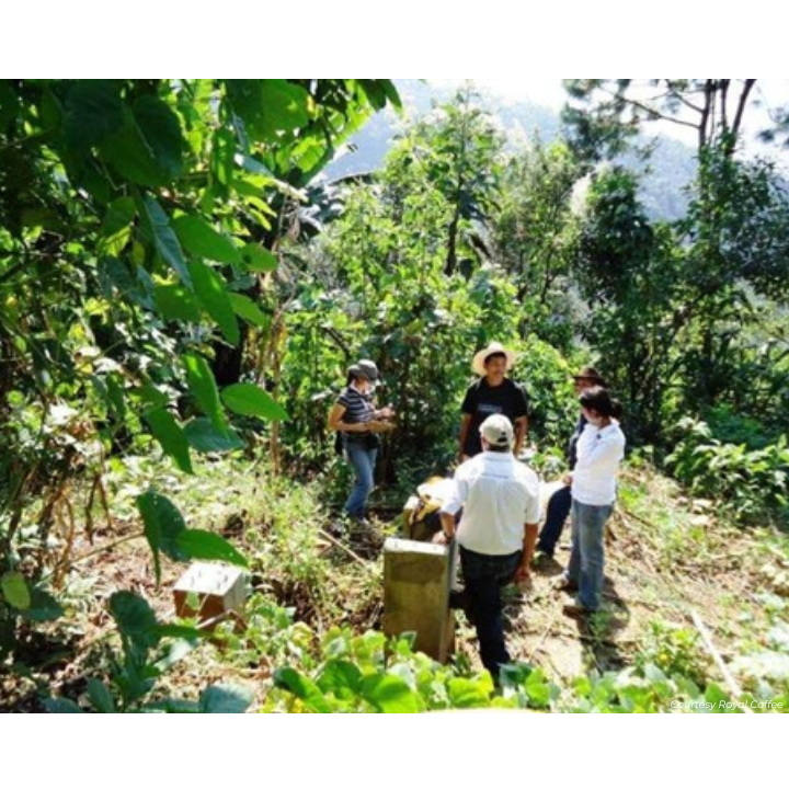 Guatemala Royal Select Mountain Water Decaf