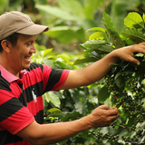 Honduras Royal Select Water Process Organic Decaf