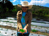 Honduras Manos de Mujer Honey Process Organic