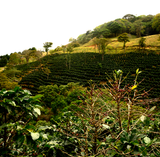 Costa Rica Monte Crisol West Valley