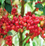 Nicaragua Segovia Prodecoop Organic & Fair Trade