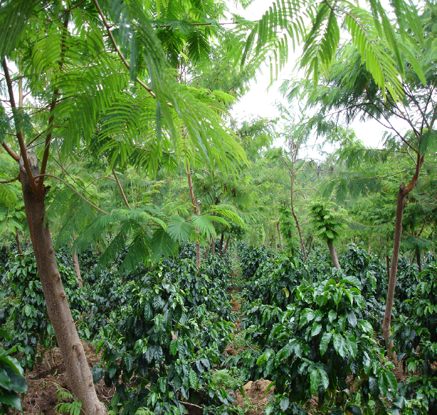 Nicaragua Segovia Prodecoop Organic & Fair Trade